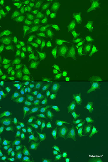 Immunofluorescence analysis of NIH-3T3 cells using PTPN13 Polyclonal Antibody at dilution of 1:100 (40x lens). Blue: DAPI for nuclear staining.