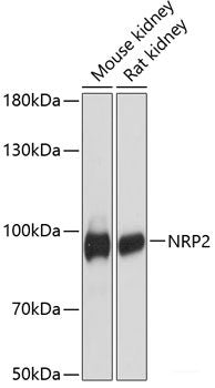 Western blot analysis of extracts of various cell lines using HAL Polyclonal Antibody at dilution of 1:3000.