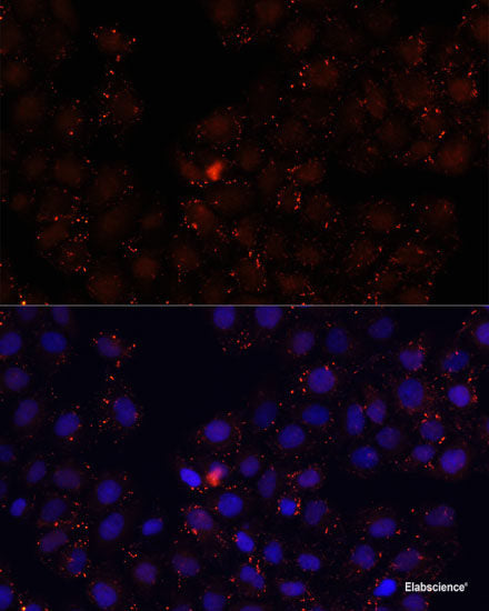 Western blot analysis of extracts of various cell lines using RPL27 Polyclonal Antibody at dilution of 1:3000.