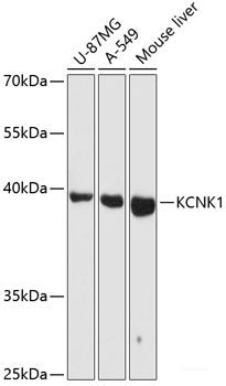 Western blot analysis of extracts of various cell lines using PRDX3 Polyclonal Antibody at dilution of 1:3000.