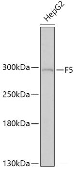 Western blot analysis of extracts of various cell lines using UNC13D Polyclonal Antibody at dilution of 1:3000.