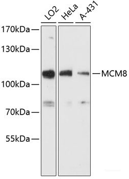 Western blot analysis of extracts of various cell lines using MRGPRX1 Polyclonal Antibody at dilution of 1:3000.
