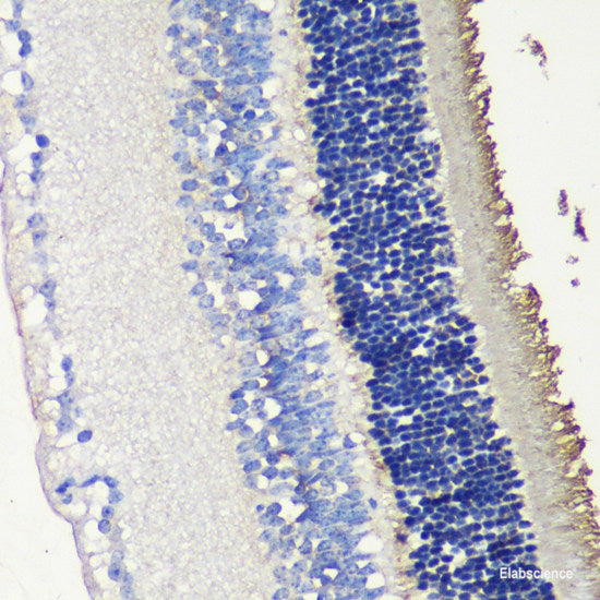Western blot analysis of extracts of various cell lines using SFRS9 Polyclonal Antibody at dilution of 1:3000.