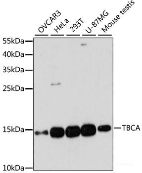 Western blot analysis of extracts of various cell lines using ACAT1 Polyclonal Antibody at dilution of 1:5000.