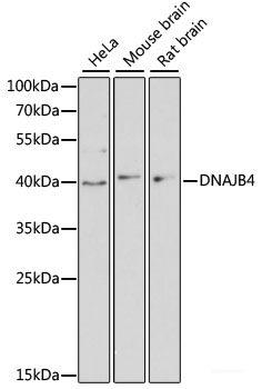 Western blot analysis of extracts of various cell lines using DLD Polyclonal Antibody at dilution of 1:1000.