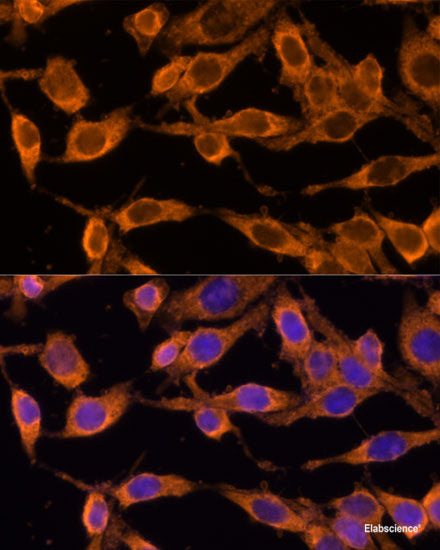 Western blot analysis of extracts of various cell lines using MLF1 Polyclonal Antibody at dilution of 1:1000.