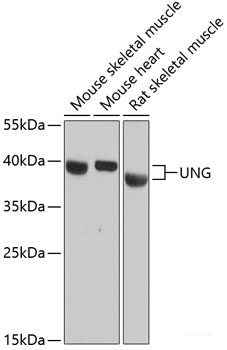 Immunohistochemistry of paraffin-embedded Mouse heart using TBXAS1 Polyclonal Antibody at dilution of 1:100 (40x lens).