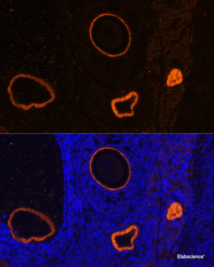 Immunofluorescence analysis of U2OS cells using TCP1 Polyclonal Antibody
