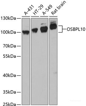 Immunofluorescence analysis of U2OS cells using DNAJA3 Polyclonal Antibody