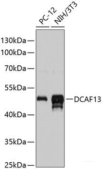 Immunofluorescence analysis of U2OS cells using PIAS3 Polyclonal Antibody