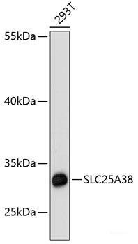 Immunofluorescence analysis of HeLa cells using PTGES3 Polyclonal Antibody
