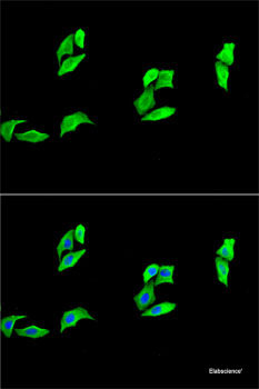 Immunofluorescence analysis of HeLa cells using CA3 Polyclonal Antibody