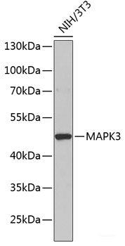 Immunohistochemistry of paraffin-embedded Mouse liver using FBL Polyclonal Antibody at dilution of 1:100 (40x lens).
