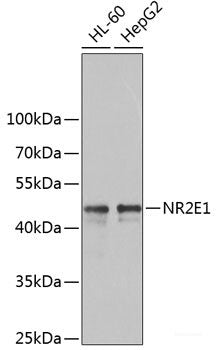 Western blot analysis of extracts of various cell lines using AGFG1 Polyclonal Antibody at dilution of 1:1000.