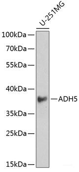 Immunohistochemistry of paraffin-embedded Rat Intestine using UHRF2 Polyclonal Antibody at dilution of 1:200 (40x lens).