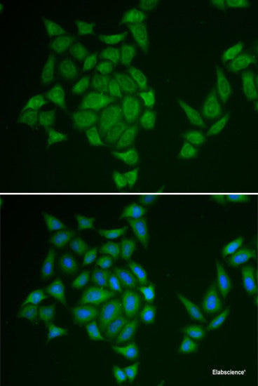 Western blot analysis of extracts of various cell lines using EGF Polyclonal Antibody at dilution of 1:1000.