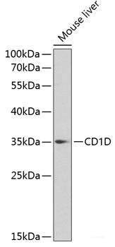 Western blot analysis of extracts of various cell lines using Albumin Polyclonal Antibody at dilution of 1:500.