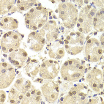 Immunohistochemistry of paraffin-embedded Rat heart using DENR Polyclonal Antibody at dilution of 1:150 (40x lens).