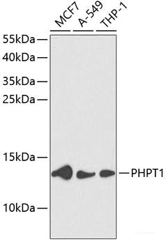Western blot analysis of extracts of various cell lines using CRACR2A Polyclonal Antibody at dilution of 1:3000.