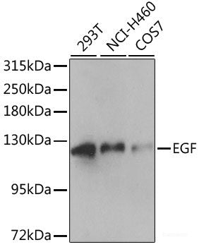 Western blot analysis of extracts of various cell lines using GNB3 Polyclonal Antibody at dilution of 1:1000.