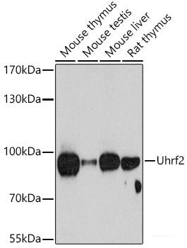 Western blot analysis of extracts of Rat lung using CUEDC2 Polyclonal Antibody at dilution of 1:1000.