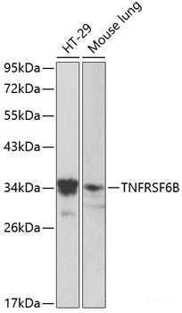 Western blot analysis of extracts of A-549 cells using CD55 Polyclonal Antibody at dilution of 1:1000.