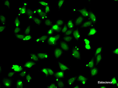 Immunofluorescence analysis of U2OS cells using SOD3 Polyclonal Antibody