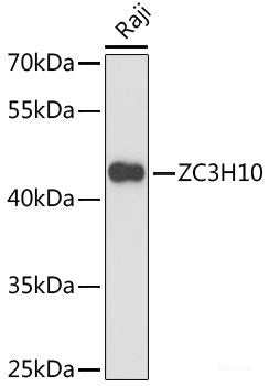 Western blot analysis of extracts of various cell lines using IFI16 Polyclonal Antibody at dilution of 1:1000.