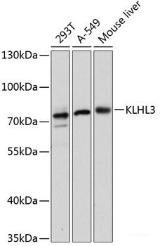 Western blot analysis of extracts of various cell lines using LTA4H Polyclonal Antibody at dilution of 1:1000.