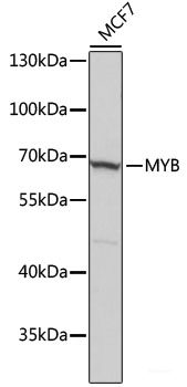 Immunohistochemistry of paraffin-embedded Rat ovary using Smad5 Polyclonal Antibody at dilution of 1:200 (40x lens).