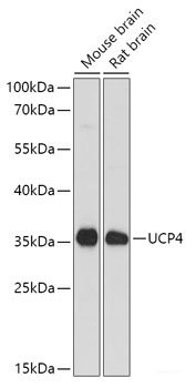 Western blot analysis of extracts of various cell lines using PPA1 Polyclonal Antibody at dilution of 1:1000.