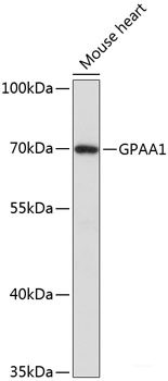 Immunofluorescence analysis of C6 cells using RPL7A Polyclonal Antibody at dilution of 1:100. Blue: DAPI for nuclear staining.