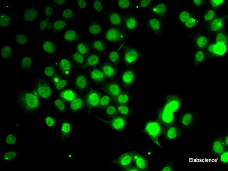 Western blot analysis of extracts of Mouse kidney using SLC22A2 Polyclonal Antibody at dilution of 1:1000.
