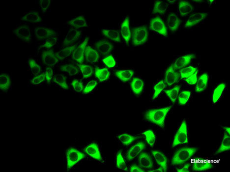Immunofluorescence analysis of U2OS cells using BEST1 Polyclonal Antibody
