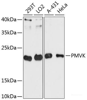 Western blot analysis of extracts of various cell lines using NOL3 Polyclonal Antibody at dilution of 1:1000.