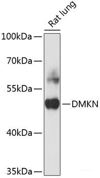 Western blot analysis of extracts of various cell lines using APOC3 Polyclonal Antibody at dilution of 1:1000.