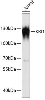 Western blot analysis of extracts of Mouse lung using EHF Polyclonal Antibody at dilution of 1:1000.