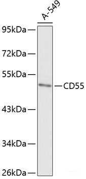 Western blot analysis of extracts of Rat spleen using NUDT15 Polyclonal Antibody at dilution of 1:1000.