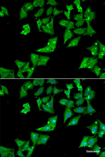 Western blot analysis of extracts of HeLa cells using PRKDC Polyclonal Antibody.