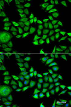 Western blot analysis of extracts of 293T cells using IQGAP3 Polyclonal Antibody at dilution of 1:1000.