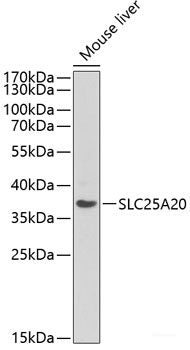 Western blot analysis of extracts of various cell lines using APOA1 Polyclonal Antibody at dilution of 1:1000.