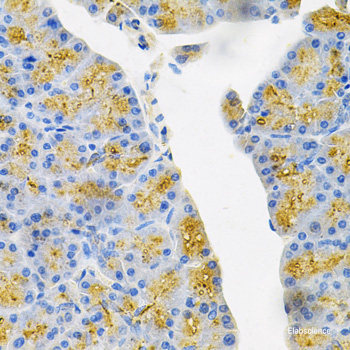 Immunofluorescence analysis of U2OS cells using CXCR5 Polyclonal Antibody at dilution of 1:100. Blue: DAPI for nuclear staining.