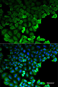 Western blot analysis of extracts of various cell lines using GABRG1 Polyclonal Antibody at dilution of 1:1000.