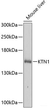 Western blot analysis of extracts of various cell lines using MRPS2 Polyclonal Antibody at dilution of 1:3000.