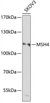 Western blot analysis of extracts of various cell lines using NOL12 Polyclonal Antibody at dilution of 1:3000.