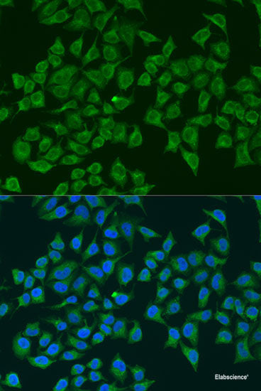 Western blot analysis of extracts of various cell lines using NDUFAF2 Polyclonal Antibody at dilution of 1:3000.