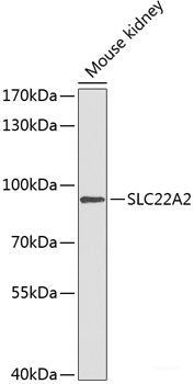 Western blot analysis of extracts of various cell lines using ZMAT2 Polyclonal Antibody at dilution of 1:1000.