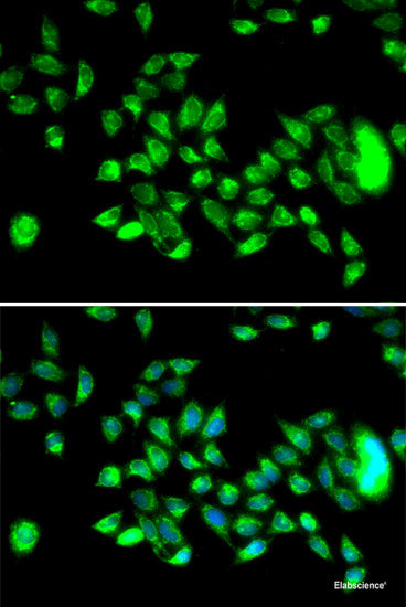 Western blot analysis of extracts of 293T cells using FTO Polyclonal Antibody.
