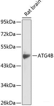 Western blot analysis of extracts of various cell lines using G2E3 Polyclonal Antibody at dilution of 1:1000.