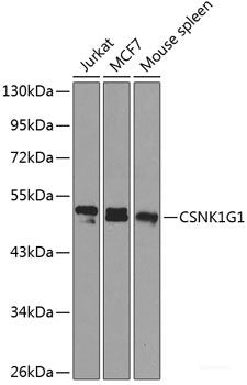 Western blot analysis of extracts of Mouse kidney using ATP6V1G3 Polyclonal Antibody at dilution of 1:1000.
